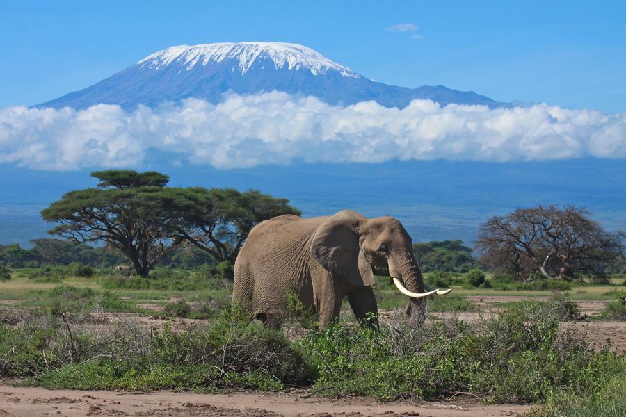 Masai Mara – klassinen Kenian safari