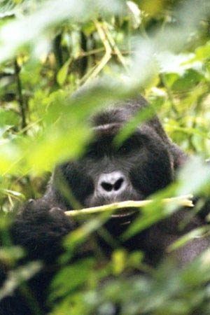 Ugandan gorillat ja sademetst
