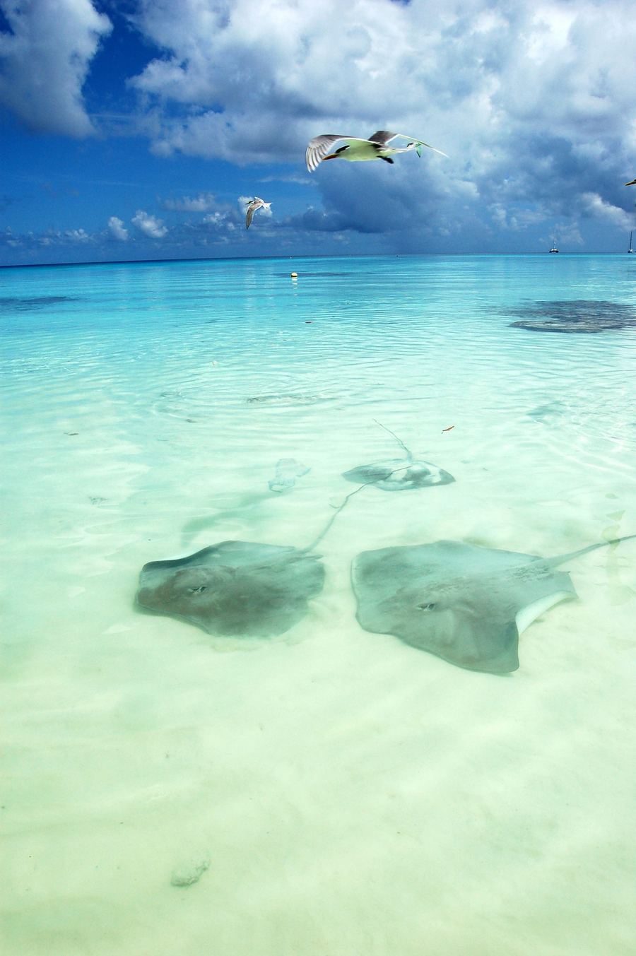 Oceania